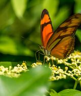 Book an Appointment with Jesse Steinberg at RFW PROVIDENCE @ Sage Healing Collaborative